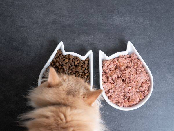 Koty a żywienie - jak dobierać odpowiednią karmę dla kota?
