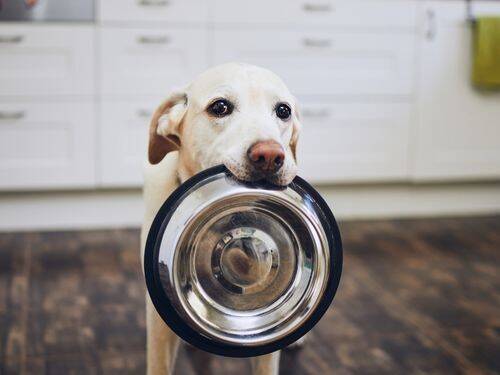 Czy wiesz, jakimi pokarmami możesz/nie możesz karmić swojego psa?‍