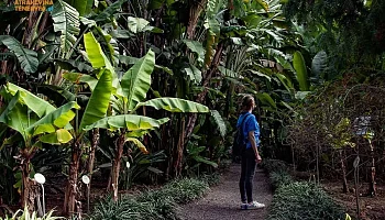 W krainie wiecznej wiosny: Botaniczne ogrody Teneryfy